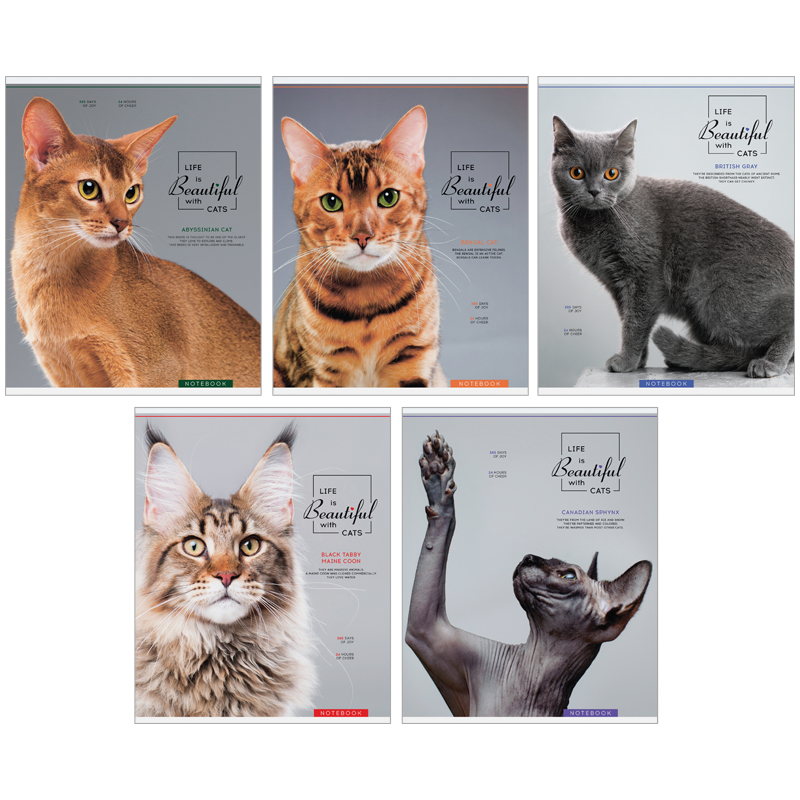 Тетрадь 48л., А5, клетка ArtSpace "Питомцы. Beautiful cats", ТВИН-лак